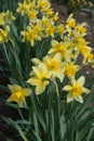 Lots of yellow daffodils in the park in spring Royalty Free Stock Photo