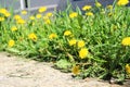 lots yellow dandelions in green grass. bright sunny spring morning