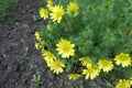 Lots of yellow flowers of Adonis vernalis Royalty Free Stock Photo