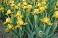 Lots of yellow flowers of bearded irises