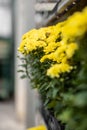 Image of lots of yellow flowers