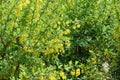 Lots of yellow flowers of barberry in spring