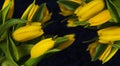 Lots of yellow flowers on dark fabric