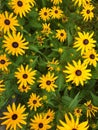 Lots of yellow flowers growing in the garden