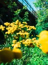 Lots of yellow flowers in Ironwood Michigan