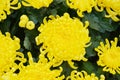 Lots of yellow flowers and petals, natural background, garden beauty Royalty Free Stock Photo