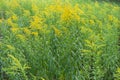 Lots of yellow flowers of Solidago canadensis in summer
