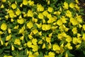 Lots of yellow flowers of sundrops in June Royalty Free Stock Photo