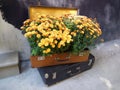 Lots of yellow flowers in an vintage suitcase