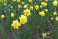 Lots of yellow and orange daffodils Royalty Free Stock Photo