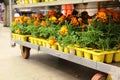 Lots yellow and orange marigolds daisies on the store shelves. potted flowers. concept gardening. marigolds flowers