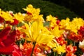 Lots of yellow and red tulips in a garden