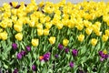 Lots of yellow tulips on the flowerbed Royalty Free Stock Photo