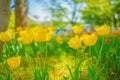 Lots of yellow tulips