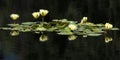 Yellow water lily in the pond Royalty Free Stock Photo