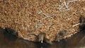 Lots of young mice running around in wheat storing container