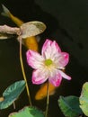 Lottus flower  in the pond Royalty Free Stock Photo
