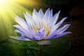 Water lily. Lotus flower. Royalty Free Stock Photo