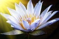 Lotus Flower Royalty Free Stock Photo