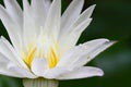 Lotus Royalty Free Stock Photo