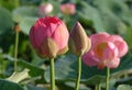 Pink lotus buds on the lake Royalty Free Stock Photo