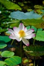 Lotus Royalty Free Stock Photo