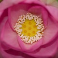 Lotus Royalty Free Stock Photo