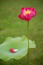 Lotus Royalty Free Stock Photo