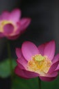 Lotus Royalty Free Stock Photo