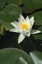 Lotus Royalty Free Stock Photo
