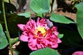 Lotus flower, aquatic decoration plant