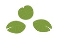 Lotus aquatic plant vector