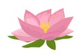 Lotus aquatic plant vector