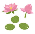 Lotus aquatic plant vector set