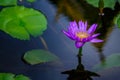 Lotus background