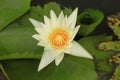 Lotus in the basin nature Royalty Free Stock Photo