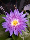 Purple lotus Royalty Free Stock Photo