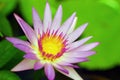 Lotus Beauty Royalty Free Stock Photo