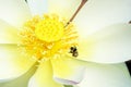 Lotus and bee Royalty Free Stock Photo