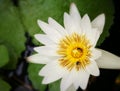 lotus bee