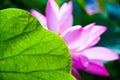 Lotus beind leaf Royalty Free Stock Photo