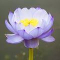 An blue purple lotus flower Royalty Free Stock Photo