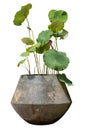 Lotus in big jar Royalty Free Stock Photo