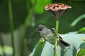 Lotus and bird