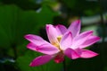 Lotus bloom Royalty Free Stock Photo