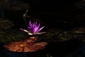 Lotus bloom floating in water, purple magenta blossom nested among lovely round lily pads calm serene background, meditation