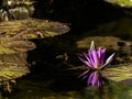 Lotus bloom floating in water, purple magenta blossom reflected in pond, calm serene background for meditation wellness harmony sp