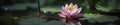 Lotus bloom floats on the surface of murky water, foliage, aquatics Royalty Free Stock Photo