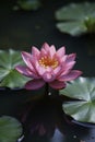 Lotus bloom floats on the surface of murky water, nature, vegetation Royalty Free Stock Photo
