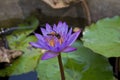 Lotus Bloom